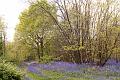 bluebell walk-Edit